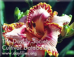 Daylily All Creation Sings