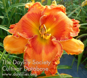 Daylily A Man Called Trout