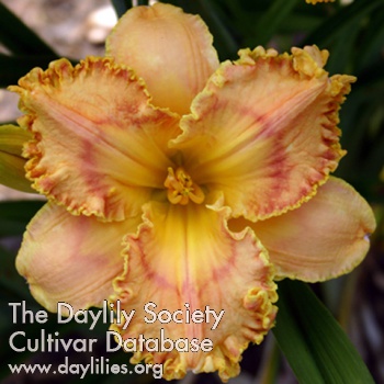Daylily Antique Smile
