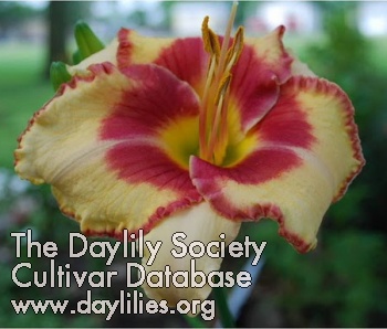 Daylily Apple of My Eye