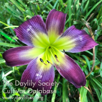 Daylily A Star for Denyse
