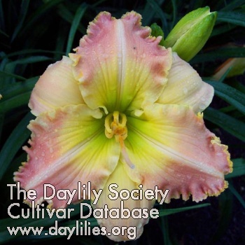 Daylily A Dream Remembered