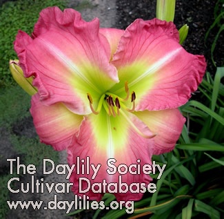 Daylily A Friend to All