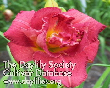 Daylily A Legacy of Joy