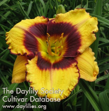 Daylily A Little Pregnant