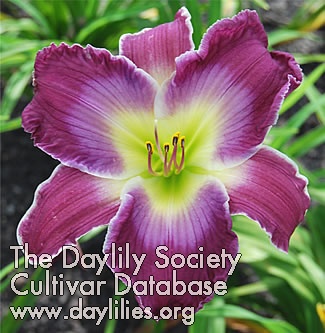 Daylily A Time to Paws