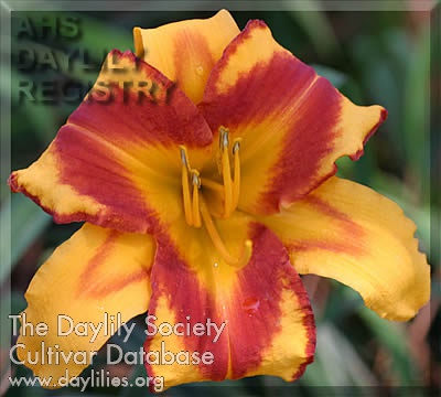 Daylily A Touch of Pizzaz