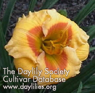 Daylily Aaron's Little Whopper