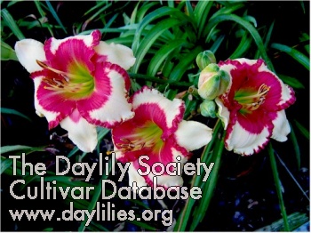 Daylily Abilene Lillian