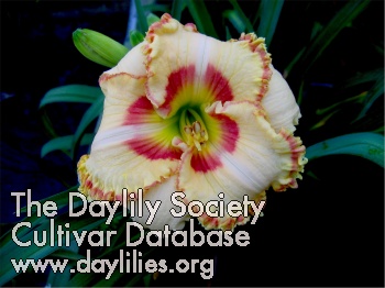 Daylily Abilene Pearl