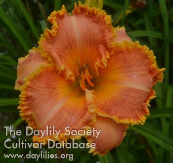 Daylily Abstract Orange