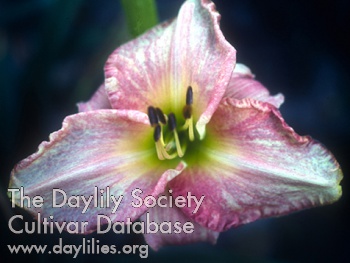 Daylily Accent on View