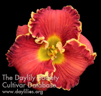 Daylily Achy Breaky Lily