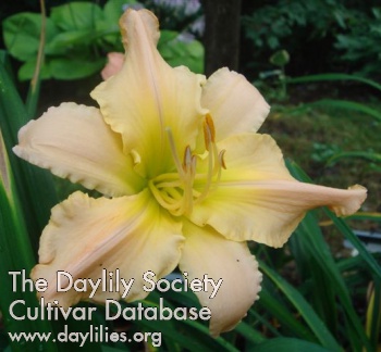 Daylily Acquired Arcadian Bliss