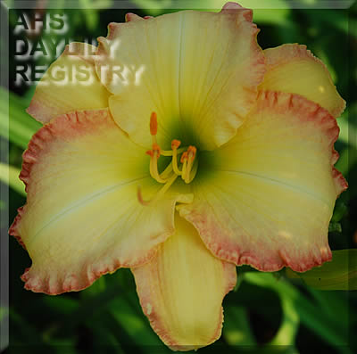 Daylily Across the Border