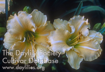 Daylily Act Two
