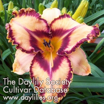 Daylily Actions Speak Louder
