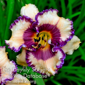 Daylily Adage