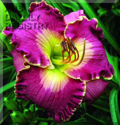 Daylily Adventure in Style