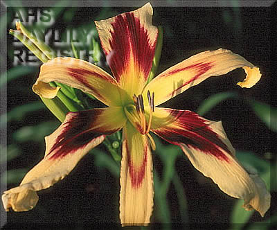 Daylily Aerial Display