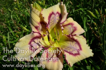 Daylily Aerial Markings