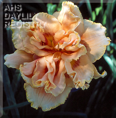 Daylily Affair D'amour
