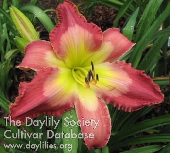 Daylily After Dune Delight
