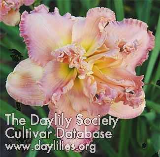 Daylily Afternoon Cocktail
