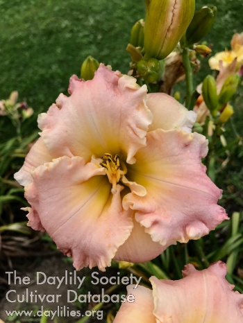 Daylily Age Of Consent