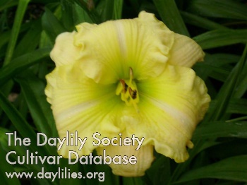 Daylily Airs and Graces