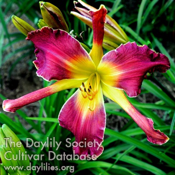 Daylily Albalonga