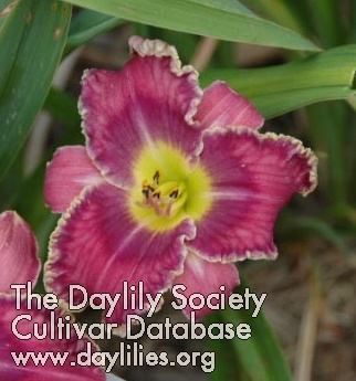 Daylily Alien Contact