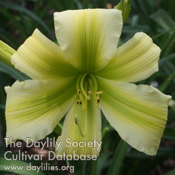 Daylily Aliens in the Mist