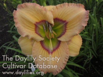 Daylily Aliens Uncovered