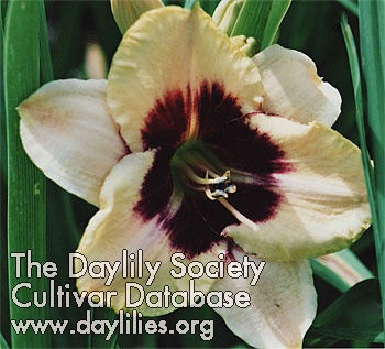 Daylily All Consuming Passion