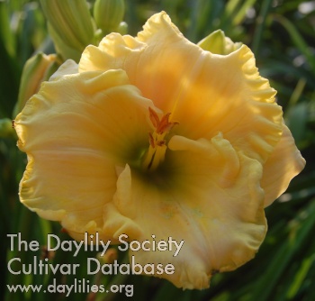 Daylily All Day Reign