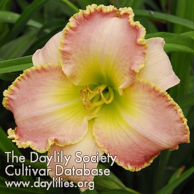 Daylily All American Girl