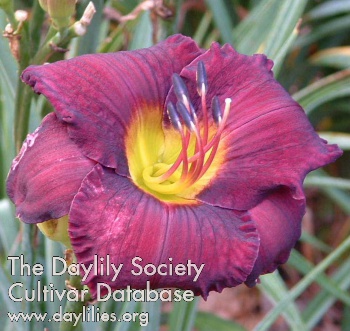 Daylily All American Plum