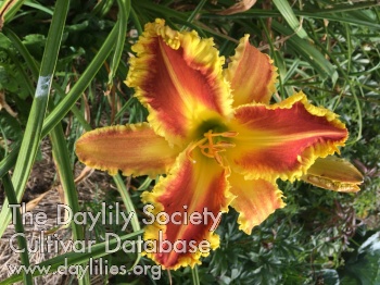 Daylily All Hands on Deck