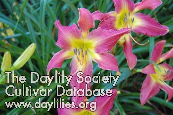 Daylily All That Jazz at Sunset