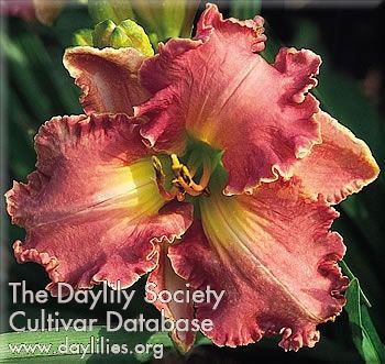 Daylily All Tomorrow's Parties