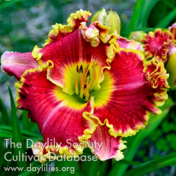 Daylily Allegro con Brio