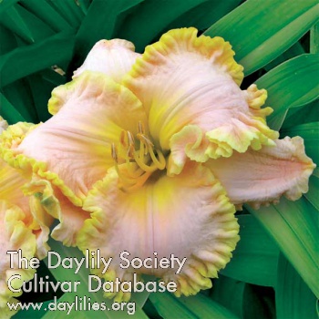 Daylily Alluding to Whimsy