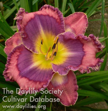 Daylily Almost Parrot Eyes