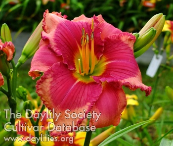 Daylily Already Ready Already