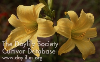 Daylily Amaryllis