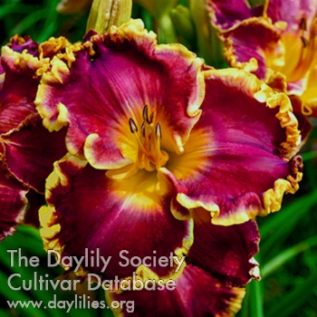 Daylily Amecameca