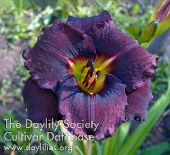 Daylily An Ink Spectre Calls
