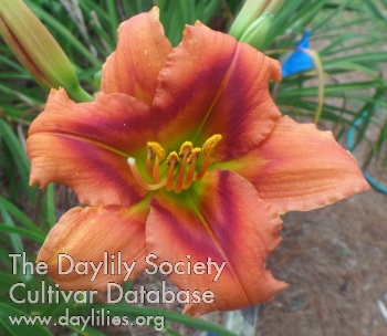 Daylily An Offering of Love