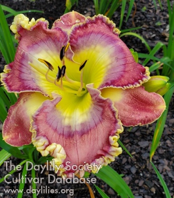 Daylily An Angel from the East
